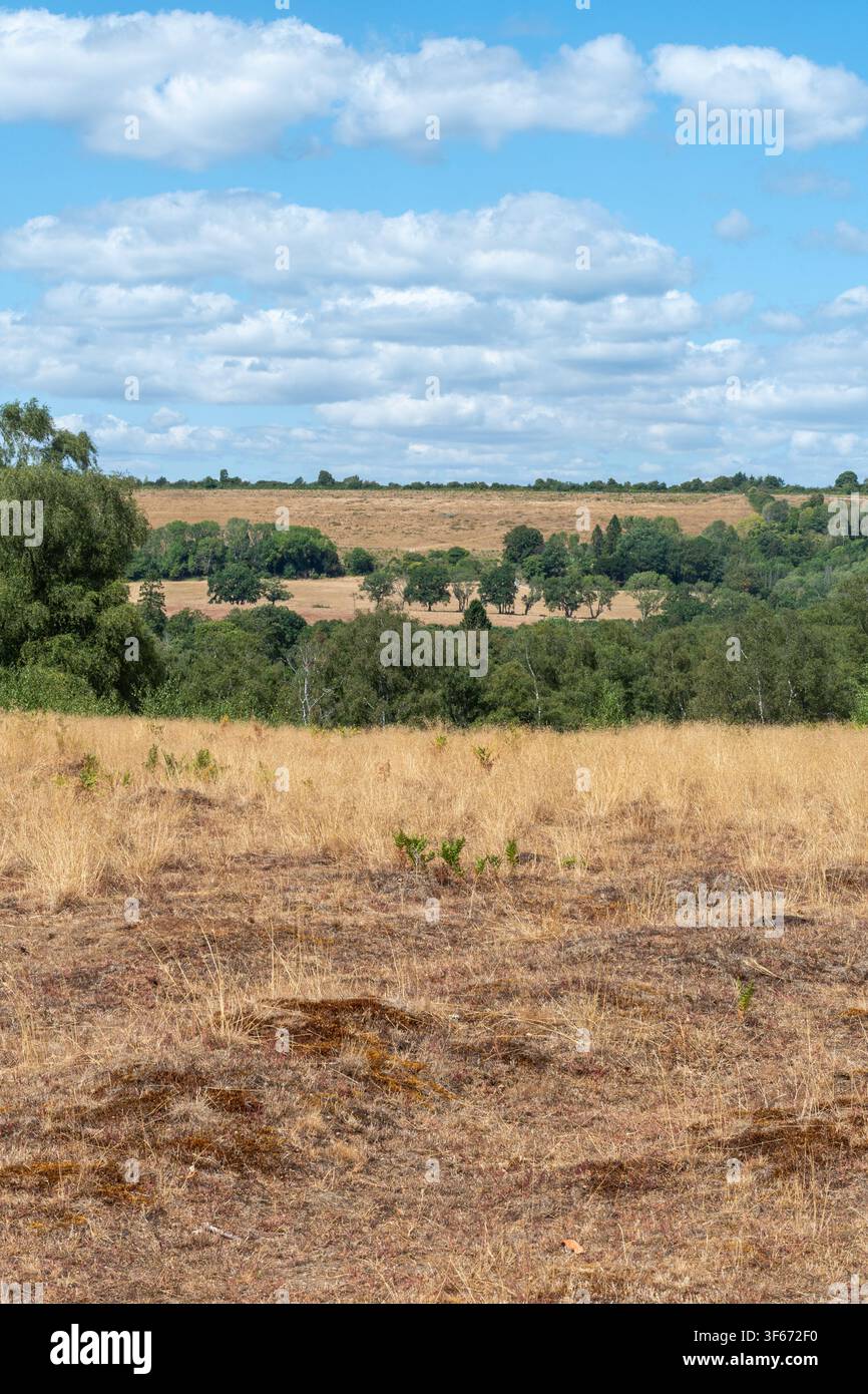 5 agosto 2026: Campagna con erba marrone e campi durante la siccità dell'estate 2026, Surrey, Sud dell'Inghilterra, Regno Unito Foto Stock