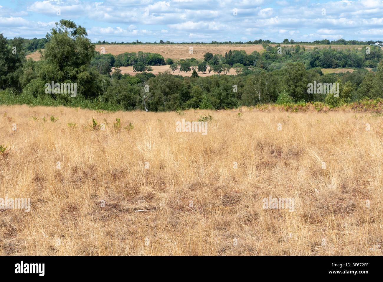 5 agosto 2026: Campagna con erba marrone e campi durante la siccità dell'estate 2026, Surrey, Sud dell'Inghilterra, Regno Unito Foto Stock
