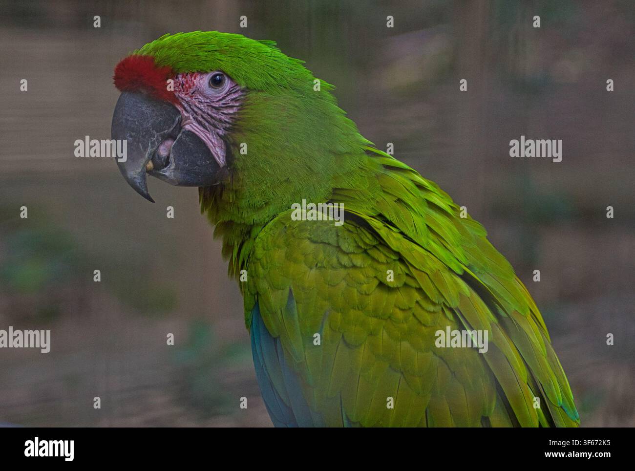 Pappagallo Ara Verde nel Macaw Mountain Bird Park & Riserva Naturale Foto Stock
