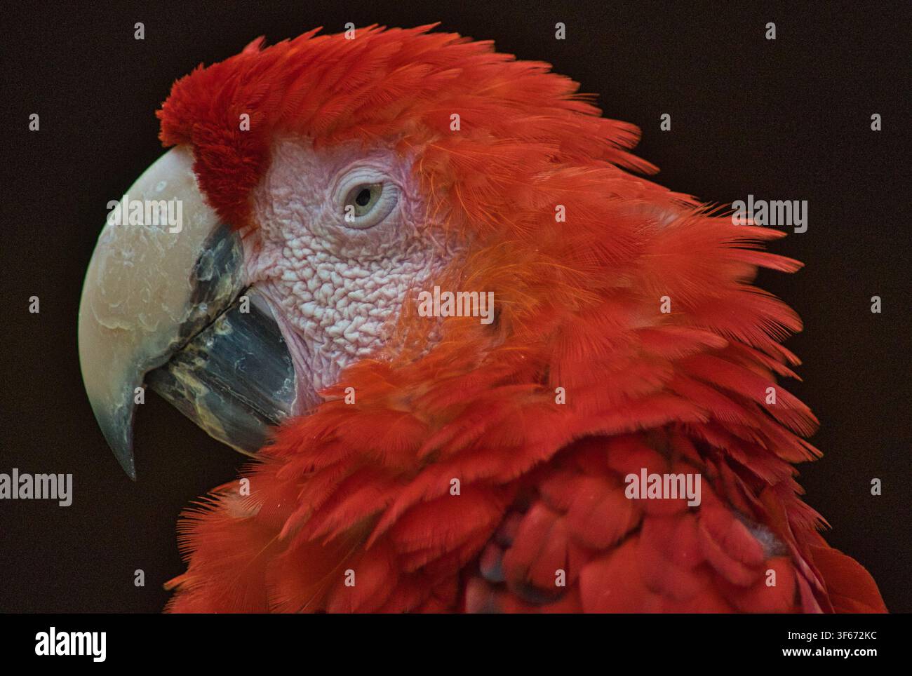 Pappagallo Ara nel Macaw Mountain Bird Park & Riserva Naturale Foto Stock