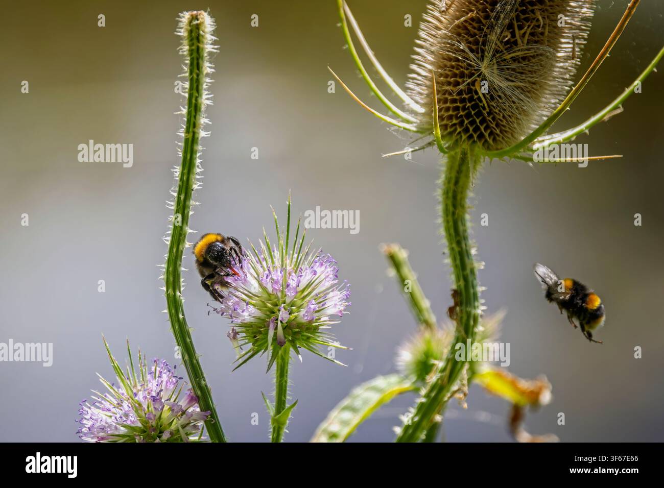 Bombus che raccoglie polline da una testa di fiore di cardo rosa con un'altra ape che vola nelle vicinanze Foto Stock