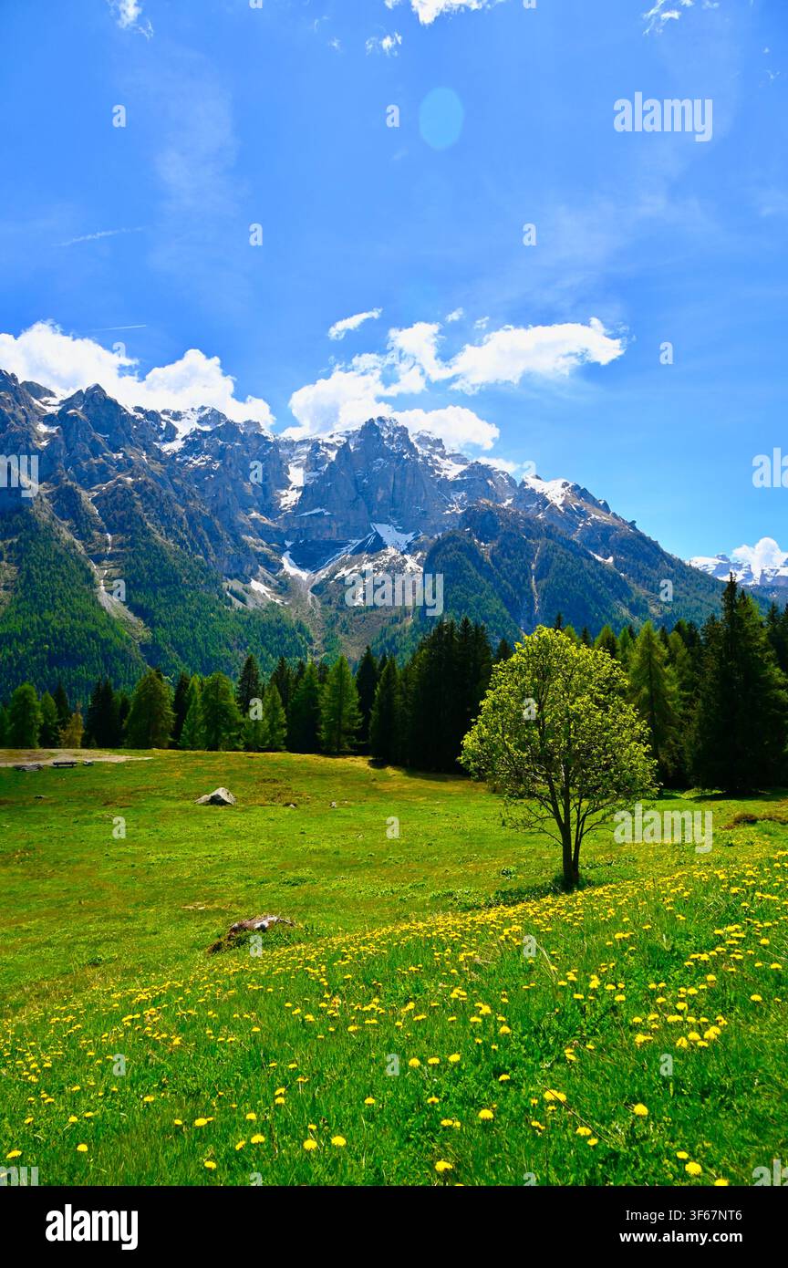 Fotografia verticale all'aperto che cattura un prato alpino rigoglioso e di un verde vibrante pieno di fiori selvatici gialli in primo piano. Un singolo albero snello si erge in modo prominente a destra, sostenuto da una fila di pini scuri, mentre maestosi picchi montuosi frastagliati e innevati si ergono sotto un cielo blu brillante punteggiato di soffici nuvole bianche. Foto Stock