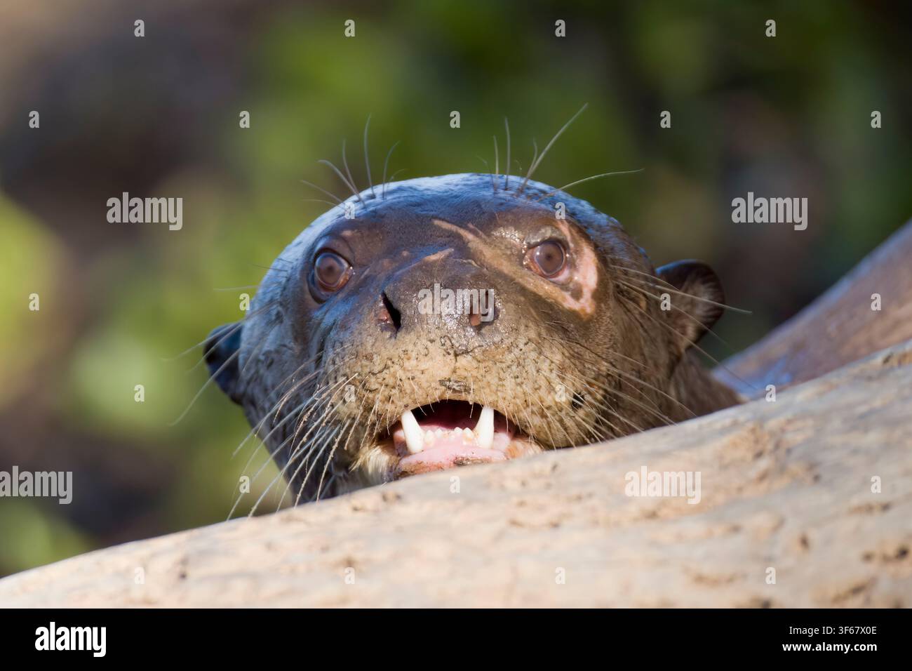 Lontra gigante Rio Claro Pantanal Brasile Foto Stock
