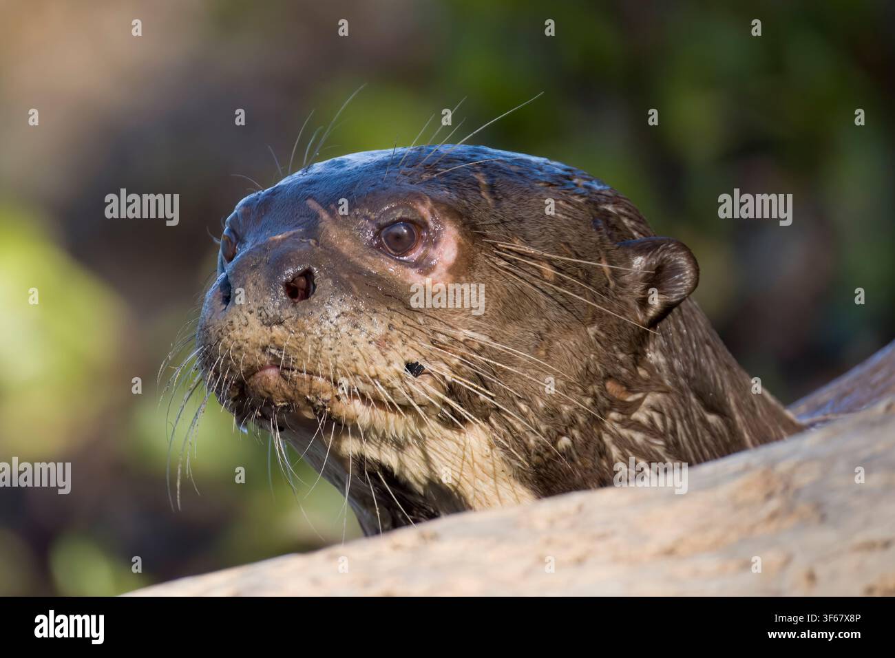 Lontra gigante Rio Claro Pantanal Brasile Foto Stock