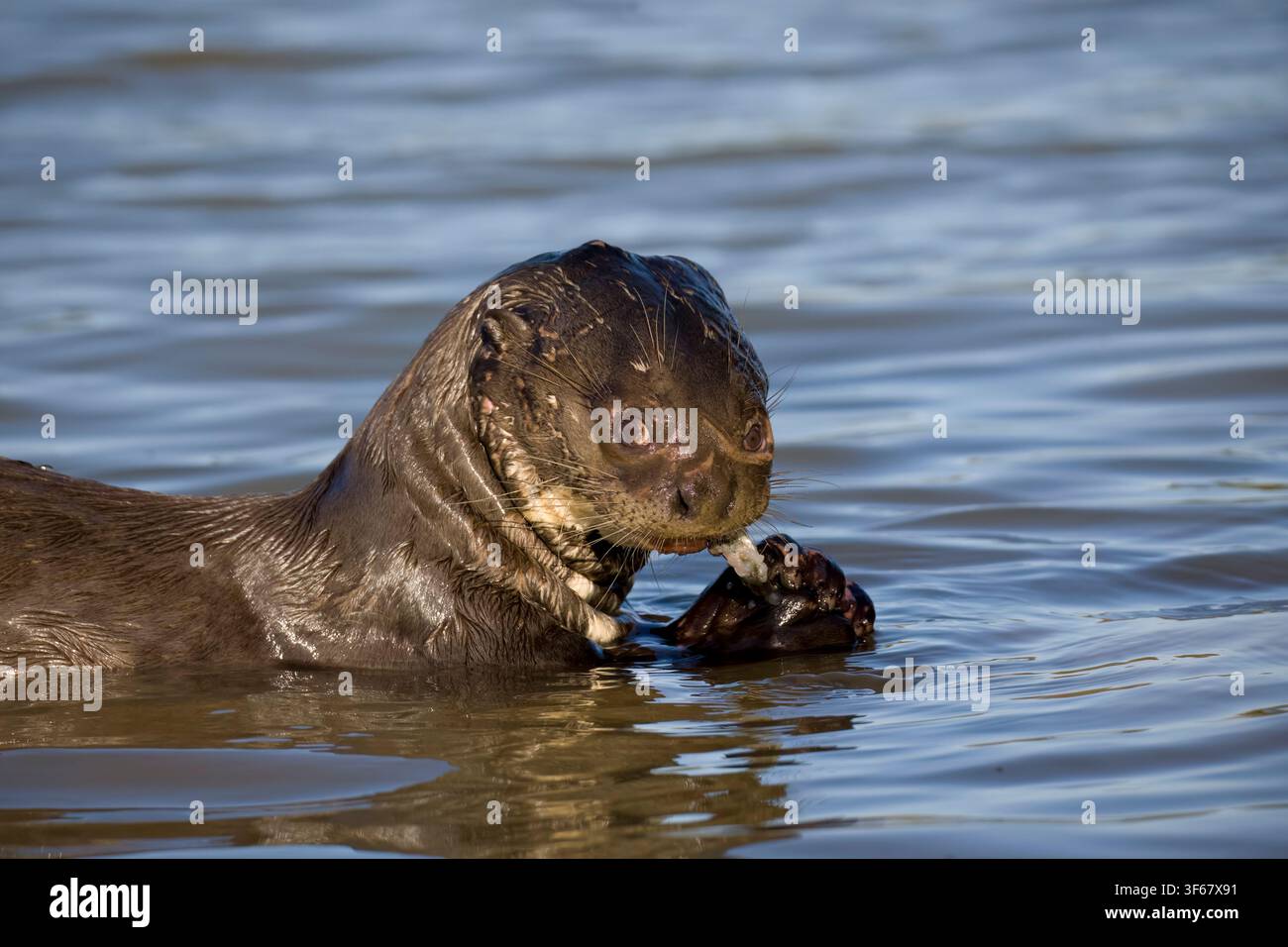 Lontra gigante Rio Claro Pantanal Brasile Foto Stock