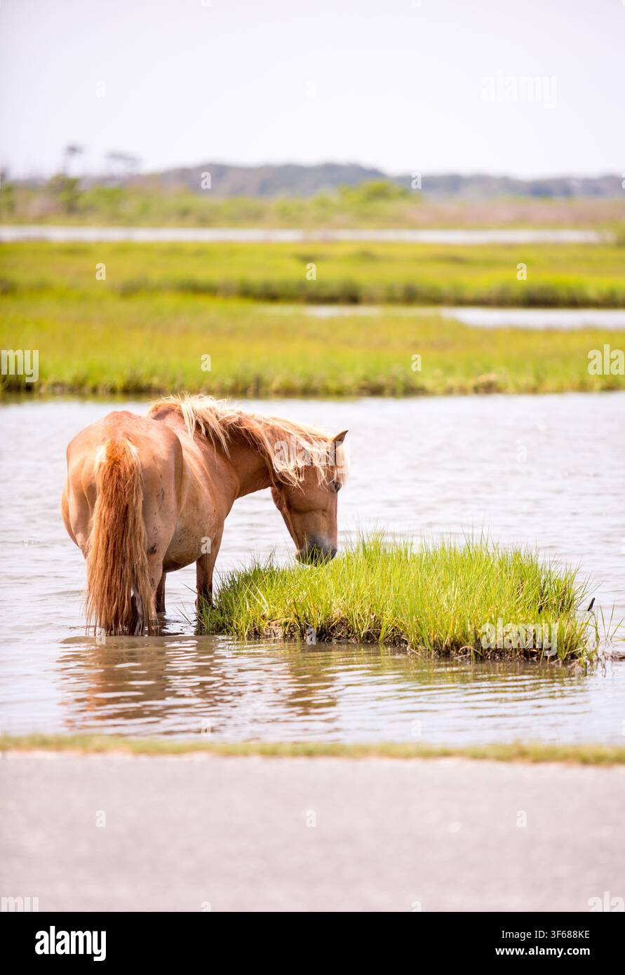 Pony selvatico (Equus caballus) che pascolano nelle zone umide di paludi salate di Assateague Island National Seashore, Maryland Foto Stock