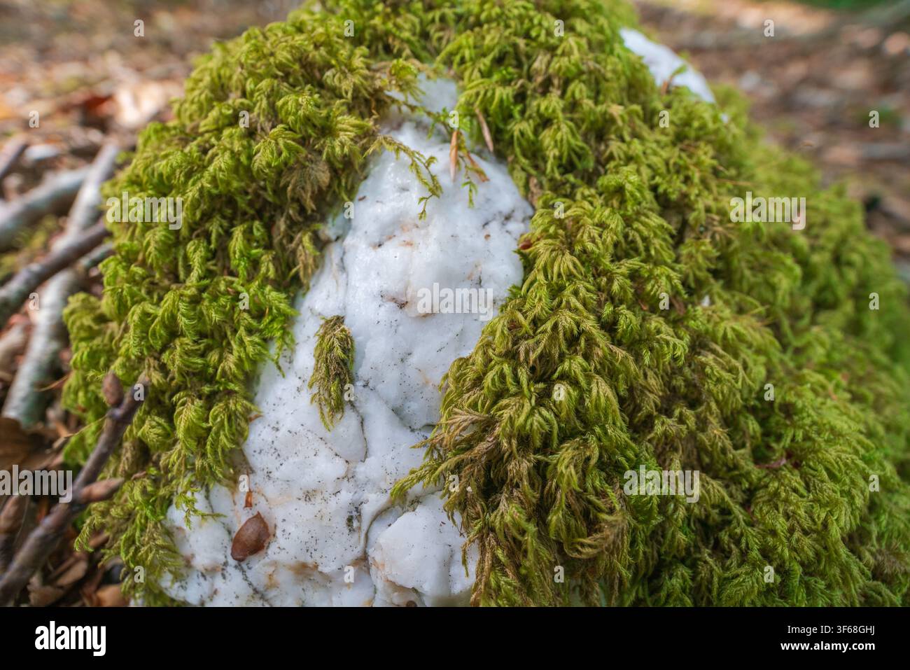 Vista macro dettagliata di muschio verde vivace (Dicranum scoparium) che prospera su una superficie ruvida di quarzo bianco cristallino. Foto Stock