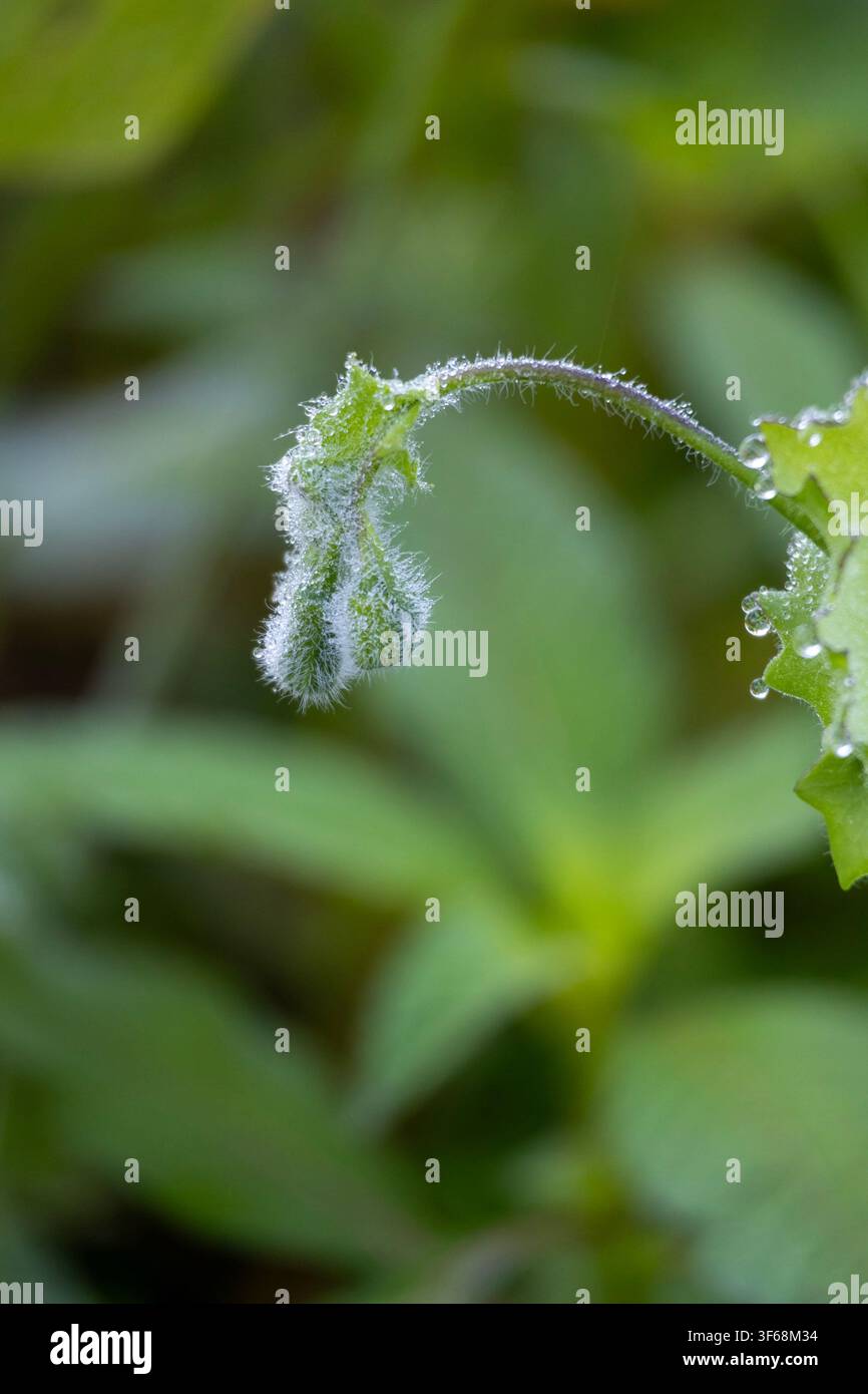 Piccolo bocciolo di fiore selvatico coperto da una brattea proveniente dalla regione della foresta pluviale amazzonica del Brasile. Foto scattata nelle prime ore dorate del mattino. Foto Stock