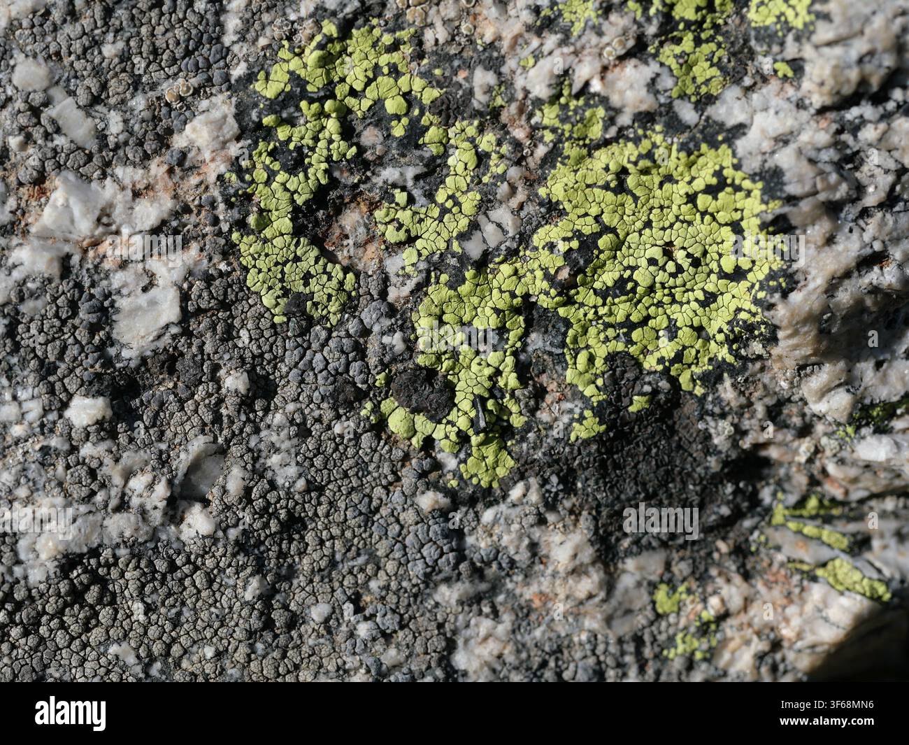 Lichen crostosi gialli e grigi che crescono su rocce di granito vicino al Blue Lake, nell'Indian Peaks Wilderness, Colorado, USA. Foto Stock