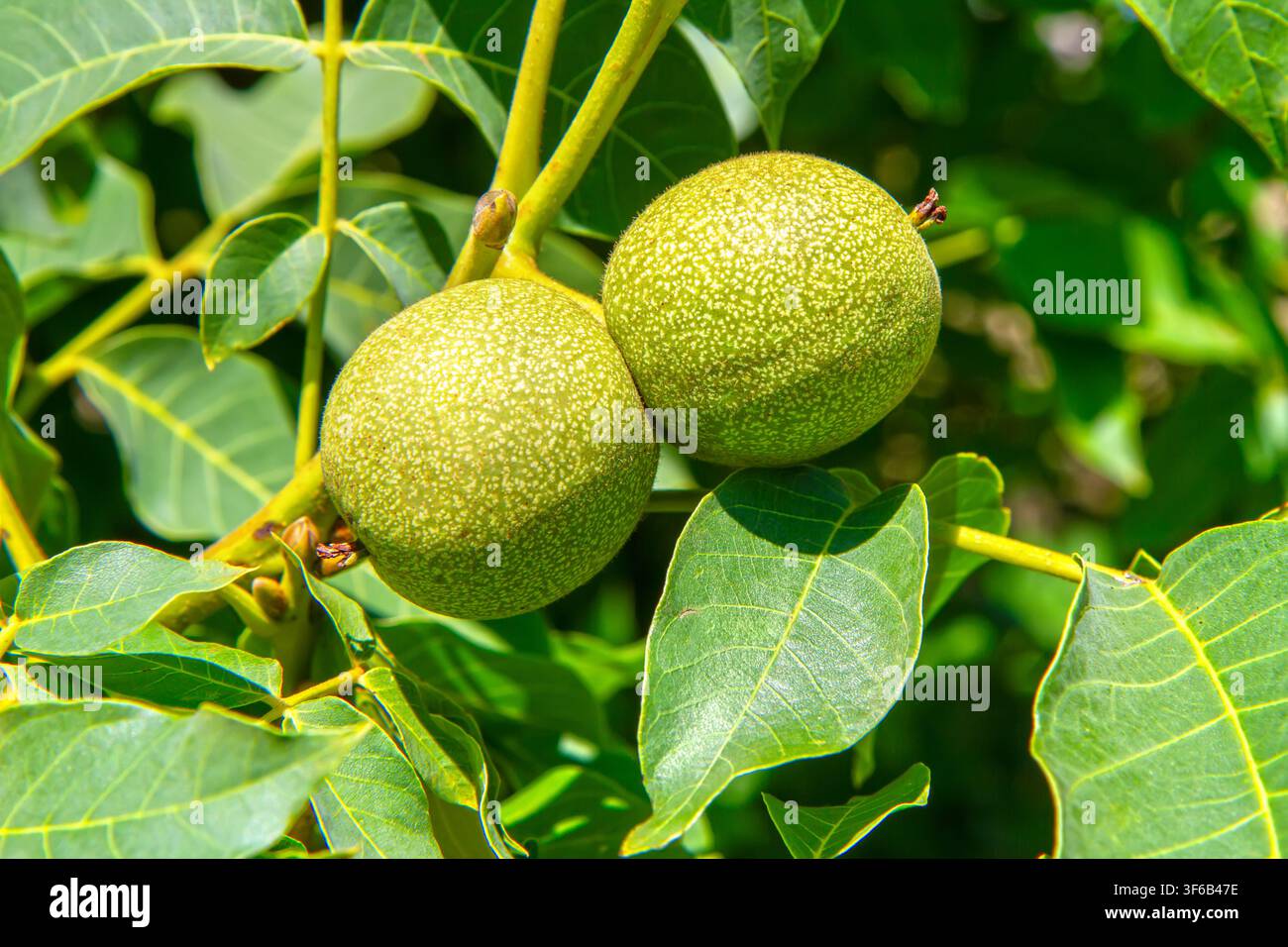 Due noci verdi che crescono su un ramo di albero. Raccolta di noci biologiche fresche in estate. Concetto di agricoltura e natura per la produzione di alimenti sani. Foto Stock