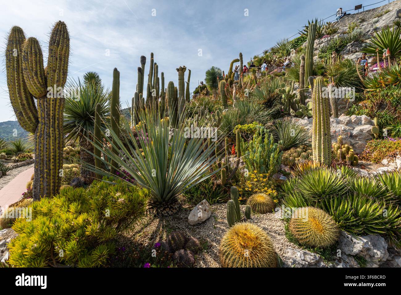 Eze, Francia, 1 maggio 2026. Collezione lussureggiante di cactus e succulente nel Jardin Exotique di Eze Foto Stock
