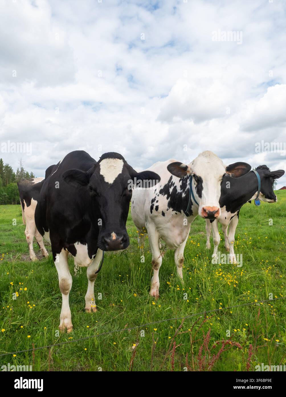 Mucche da latte Holstein Friesian in un prato Foto Stock