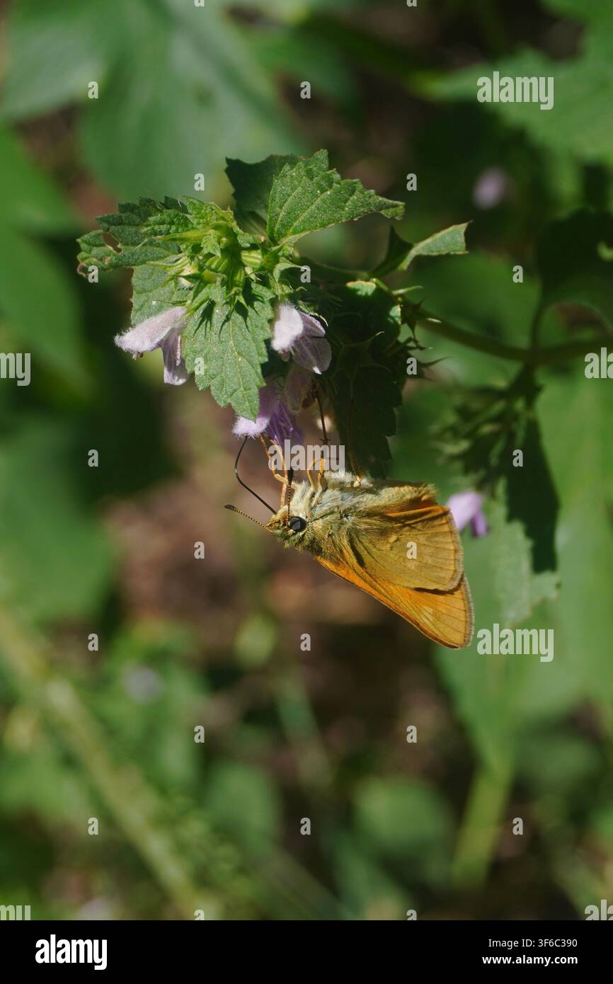 Grande farfalla Skipper che si nutre di nettare da un fiore vivace di Black Horeground in un prato estivo Foto Stock