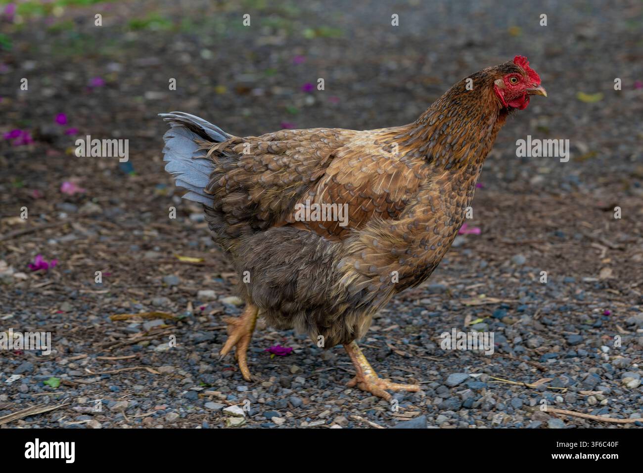 Gallina ovaia nella natura. Pollo Foto Stock
