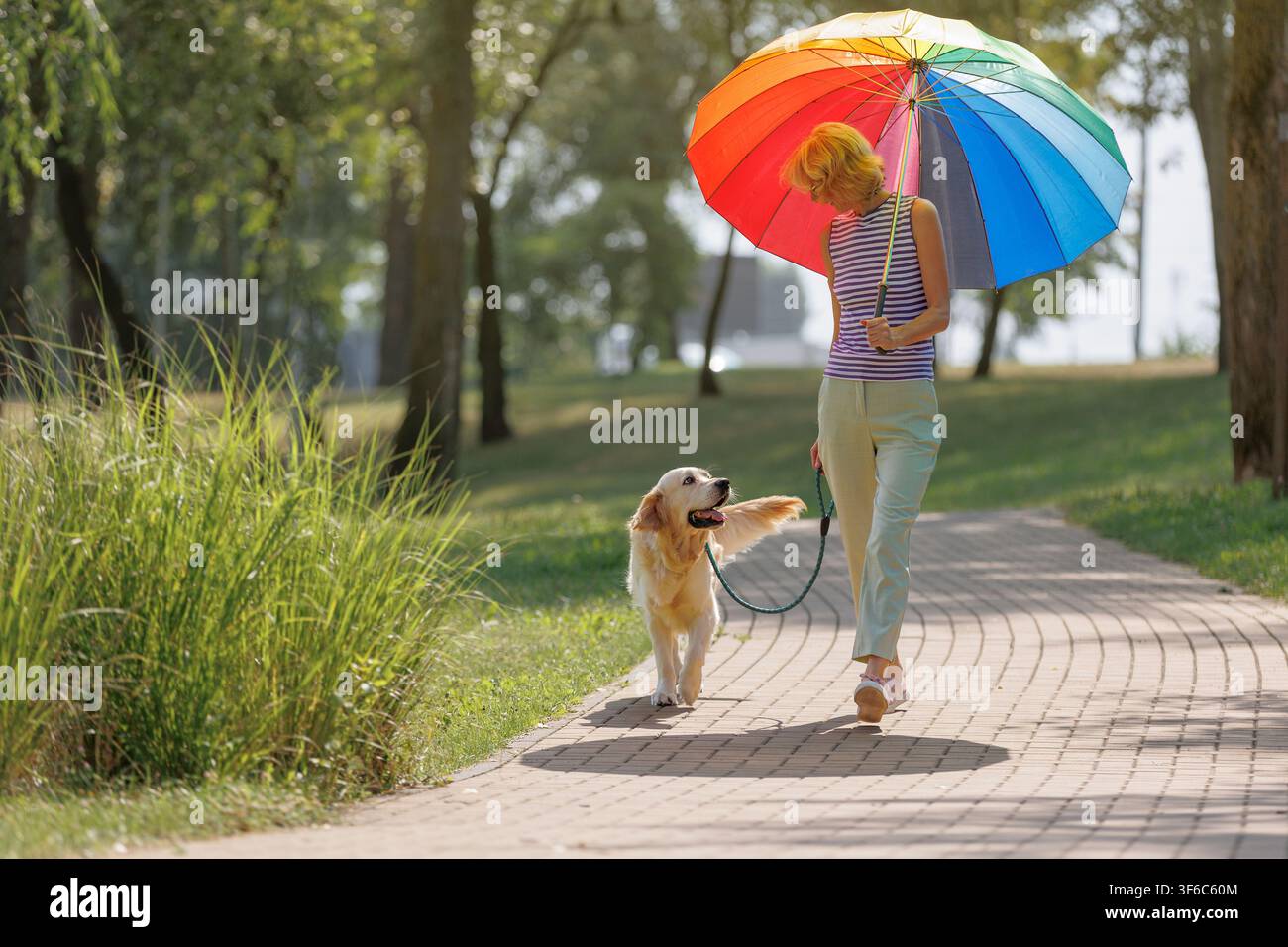 Donna che passeggia con un Golden Retriever al guinzaglio attraverso un parco cittadino soleggiato tenendo un ombrello arcobaleno colorato. Il cane guarda la padrona, contatto visivo, compagni felici Foto Stock