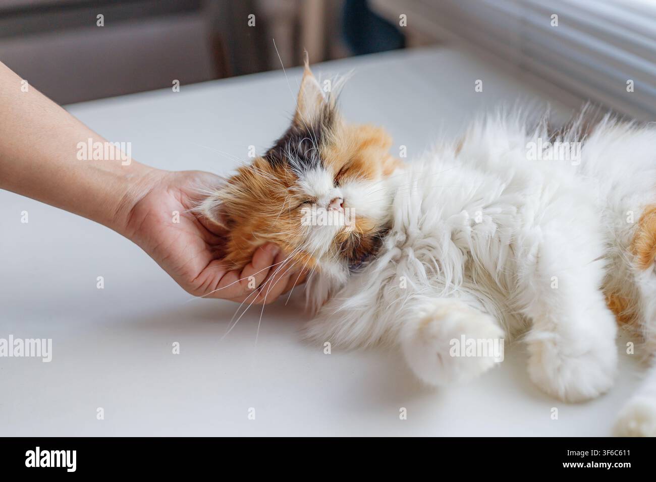 Foto ravvicinata di un gatto calico soffice che riposa pacificamente mentre viene accarezzato delicatamente, mostrando la texture morbida del pelo, l'emozione calma e il legame caldo tra Foto Stock