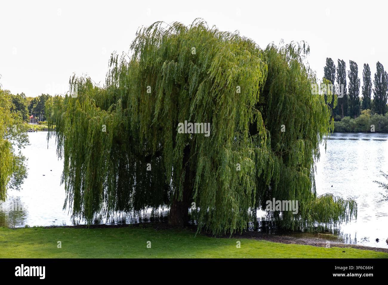 Salice piangente sulla riva del lago. Foto Stock