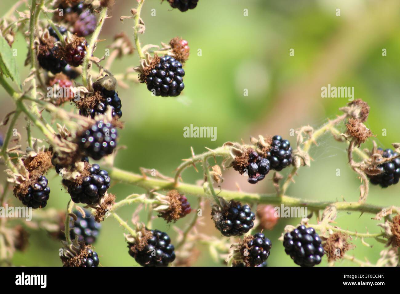 BlackBerry Foto Stock