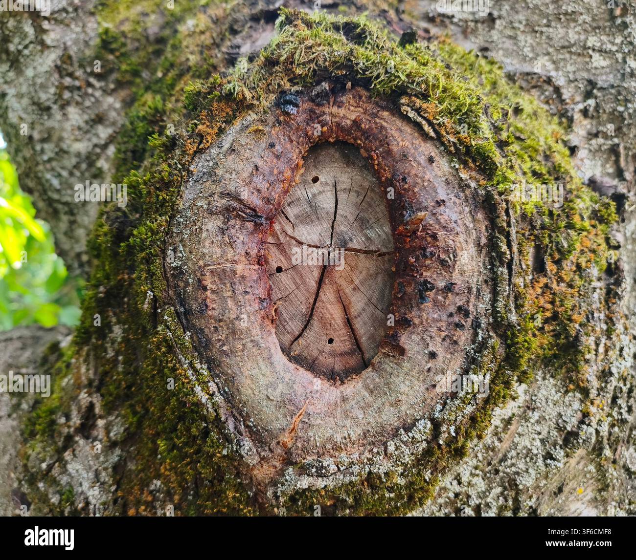 Buchi da larve di coleotteri xilofagi in un nodo di ramo cicatrizato circondato da muschio verde - Immagine stock catturata con smartphone