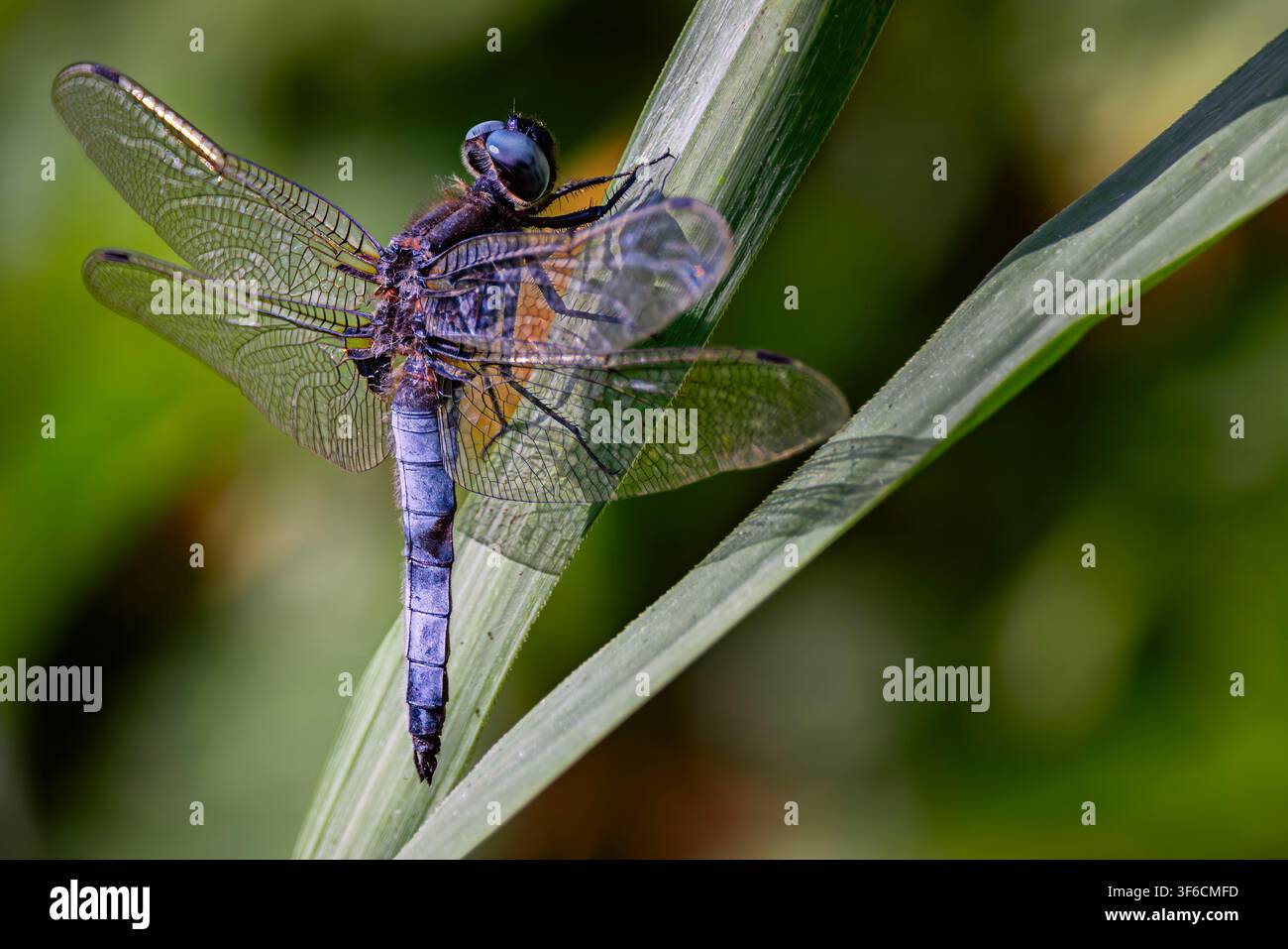 cacciatore raro, libellula fulva, libellula a riposo Foto Stock