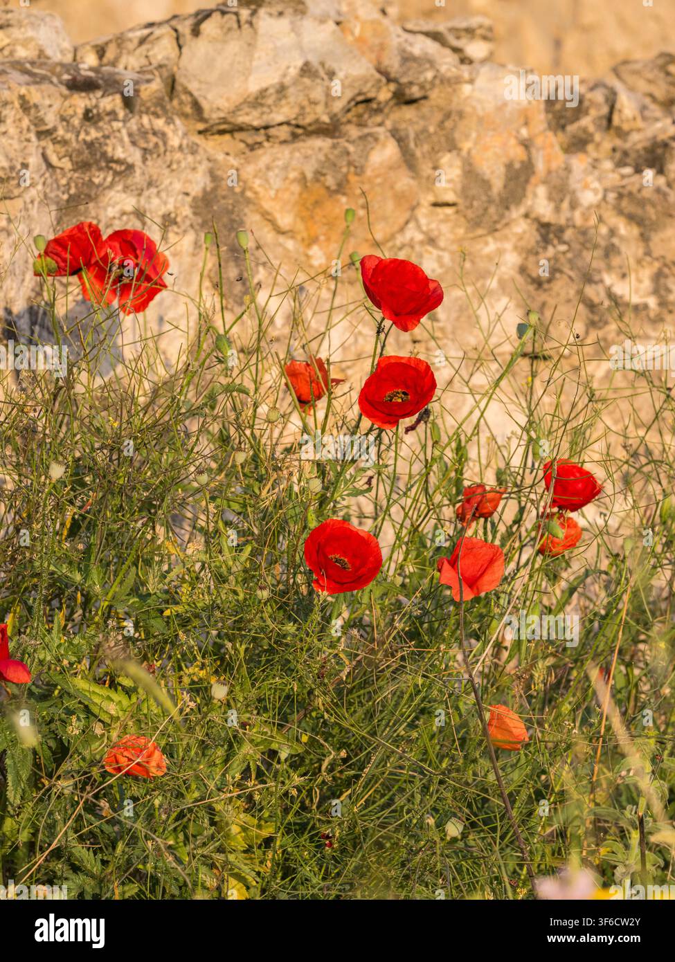 Papaveri, fiori selvatici, Bulgaria Foto Stock