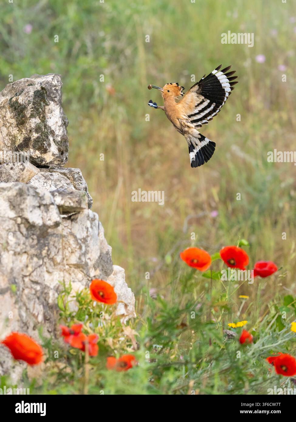 Upupa epops in volo con fiori selvatici in primo piano, Bulgaria Foto Stock