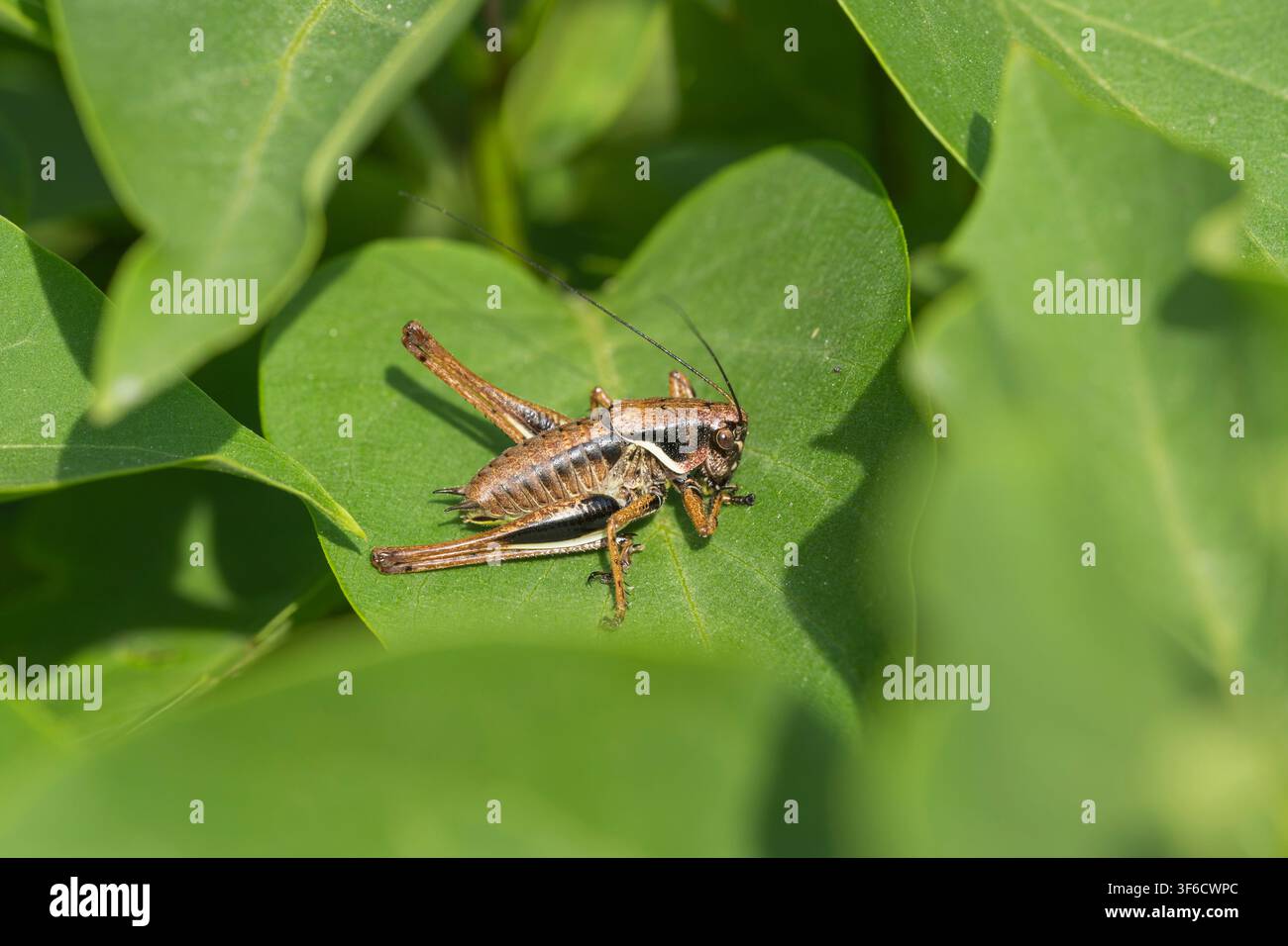 Grigillo scuro, Pholidoptera griseoaptera, Bulgaria Foto Stock