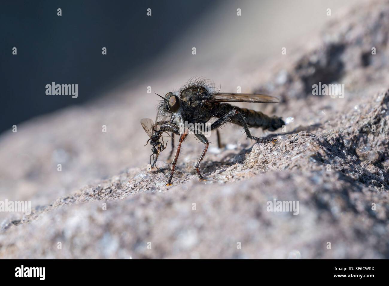 Mosca ladra, Asilidae, che mangia una preda più piccola, Bulgaria Foto Stock