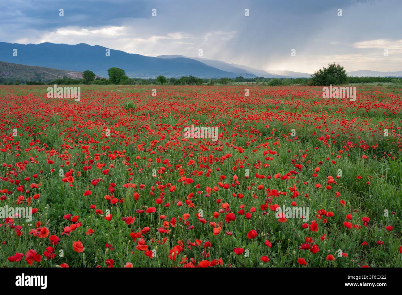 Campo di papaveri, fiori, Bulgaria Foto Stock