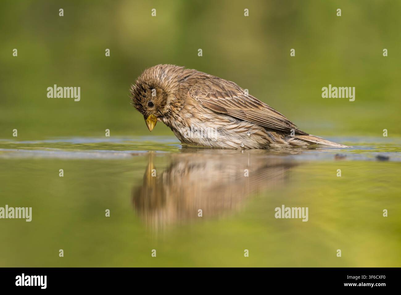 Allodola che guarda nell'acqua, Emberiza calandra, Bulgaria Foto Stock
