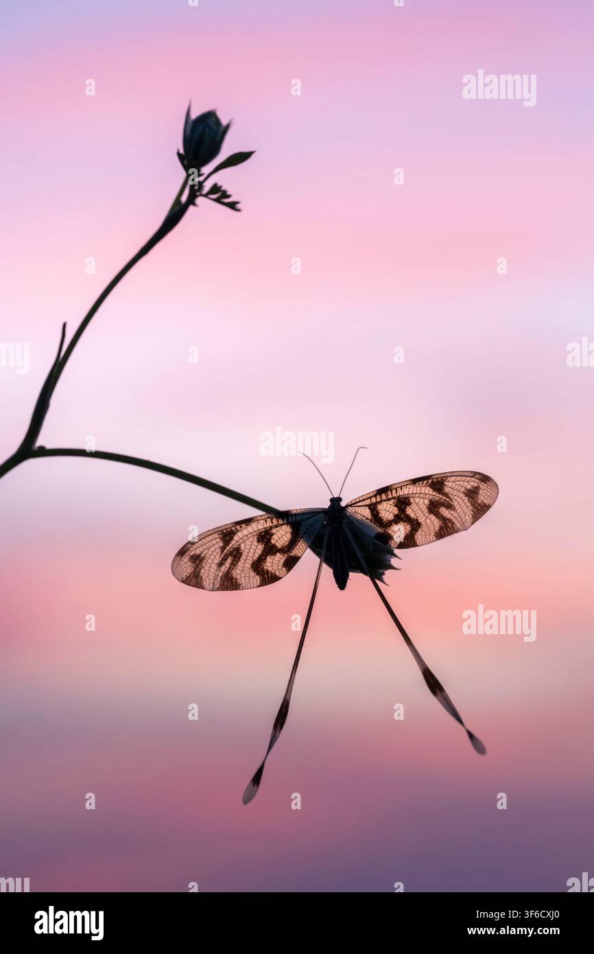 Farfalla a lama, Nemoptera sinuata, contro il cielo all’alba, Bulgaria Foto Stock