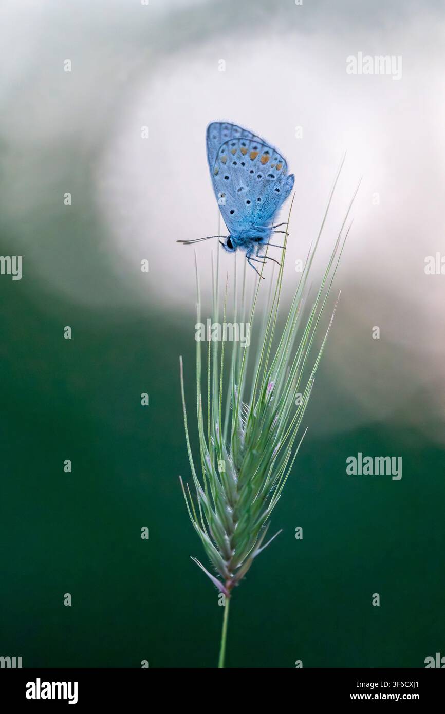 Farfalla blu comune, Polyommatus icarus, Bulgaria Foto Stock