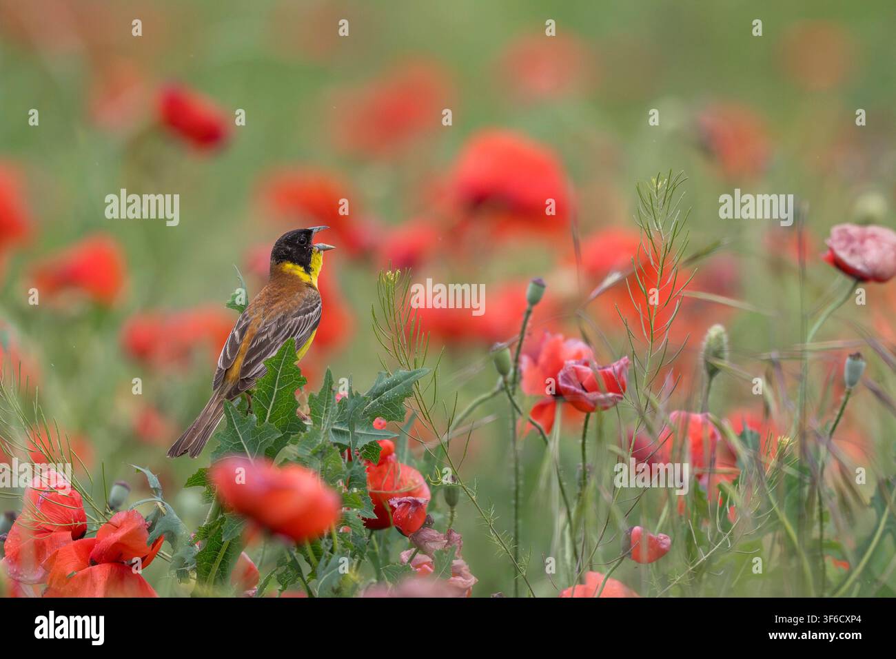 Passera dalla testa nera, Emberiza melanocephala, che canta in un campo di papaveri, Bulgaria Foto Stock