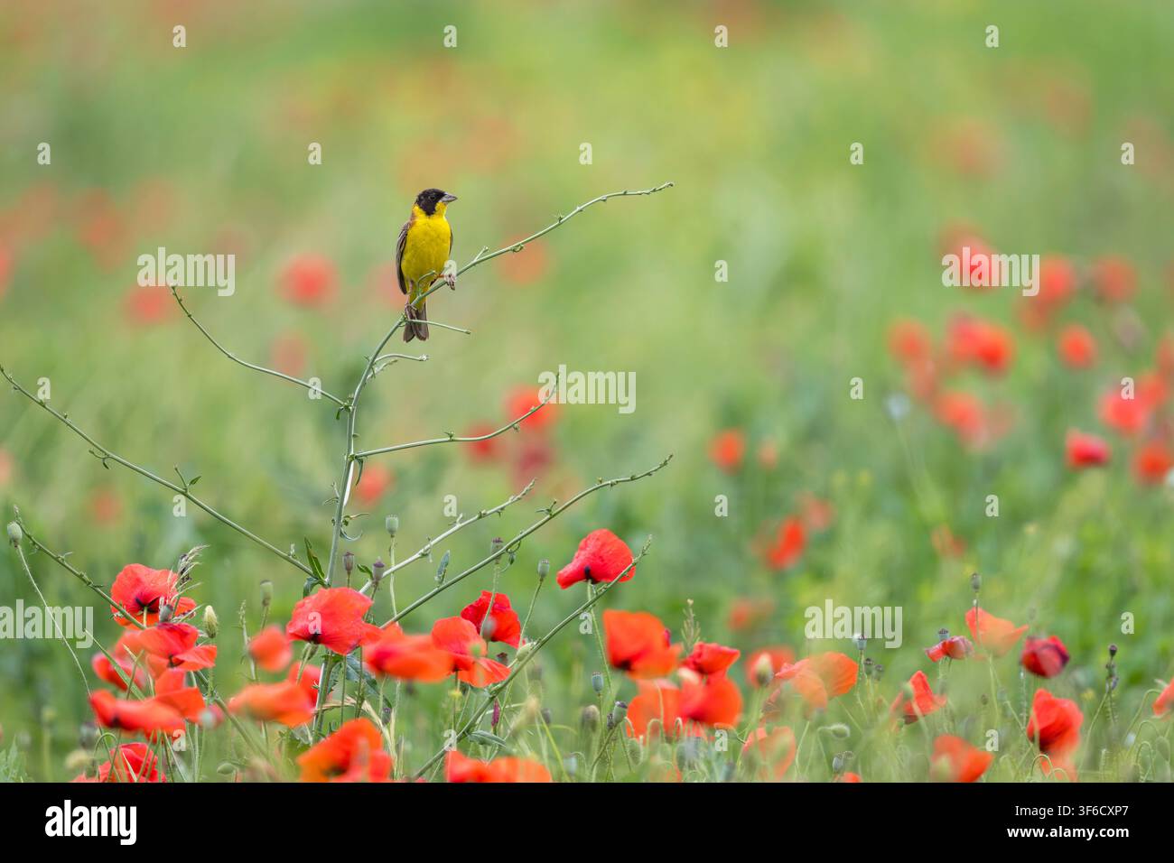 Beccaccia dal capo nero, Emberiza melanocephala, in un campo di papaveri, Bulgaria Foto Stock