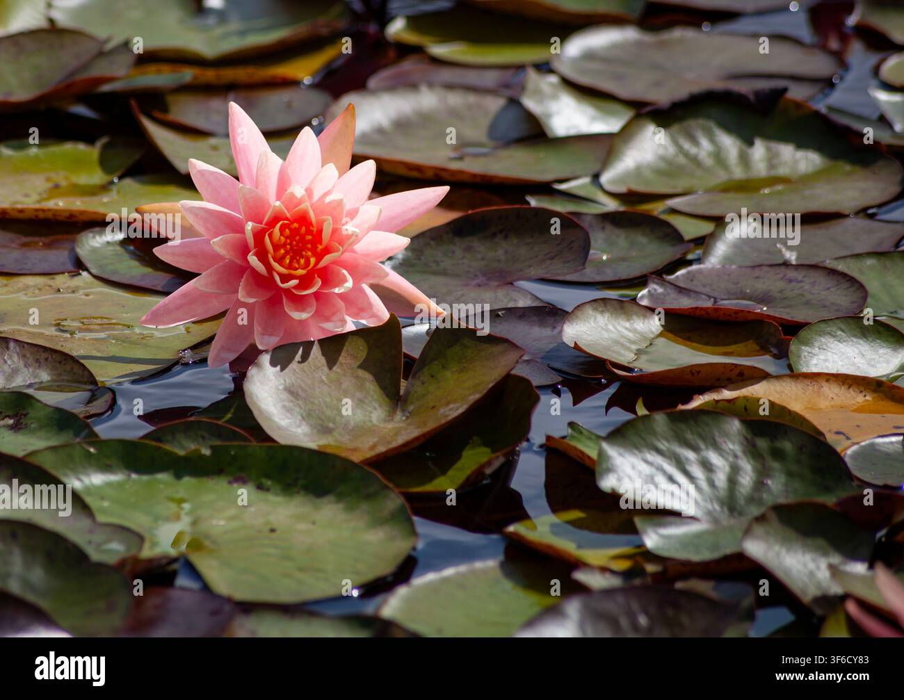 Ninfea rosa in uno stagno da giardino circondato da foglie verdi. Foto Stock