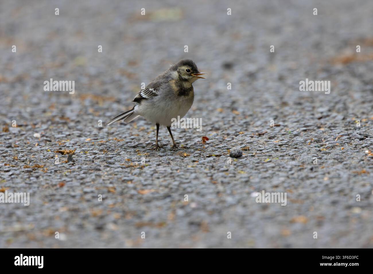 Un fringuello giovane si trovava su una strada asfaltata. Foto Stock