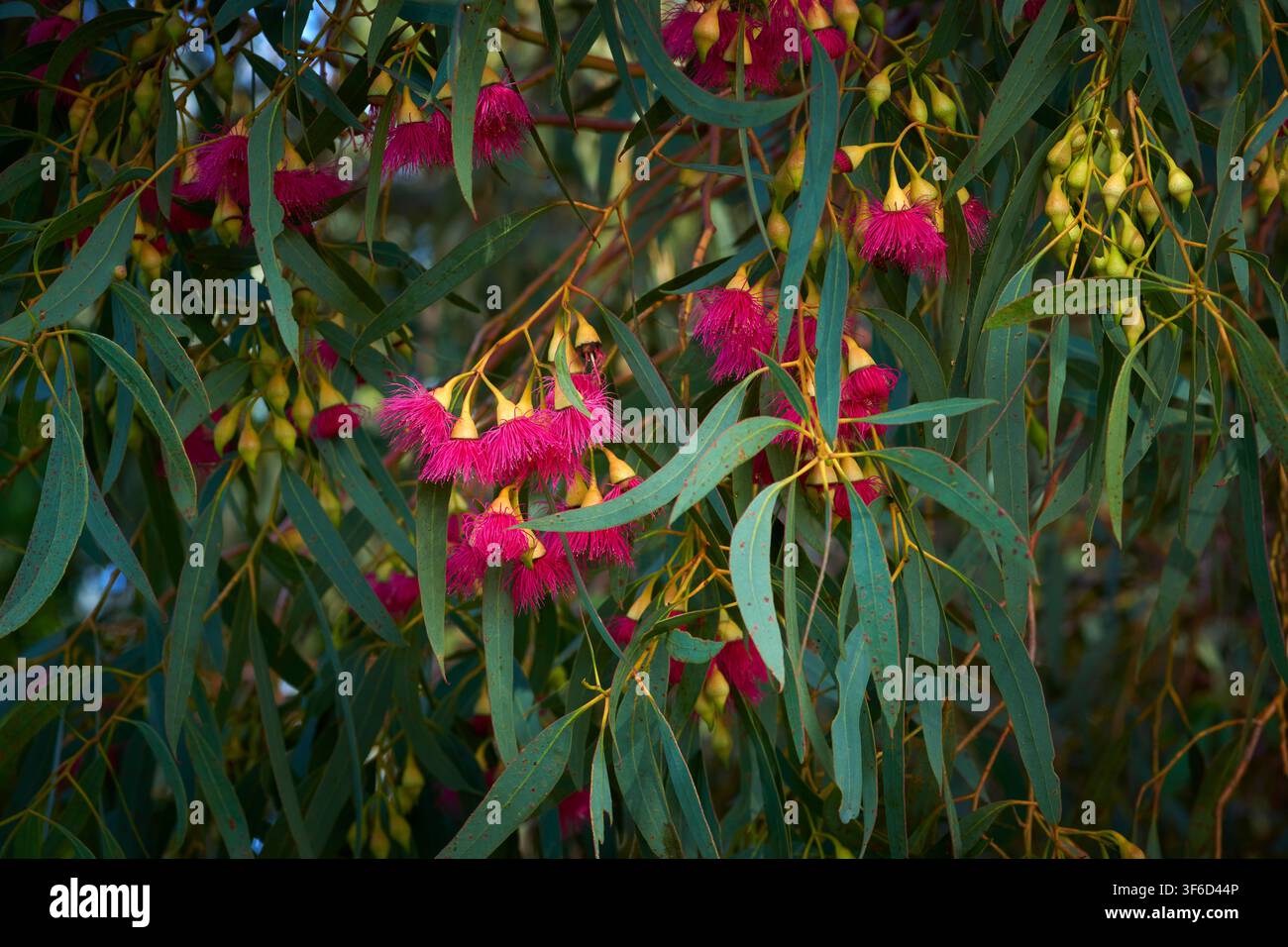 Un primo piano medio di fiori di colore rosa scuro su un piccolo Eucalyptus nativo, Eucalyptus leucoxylon. Foto Stock