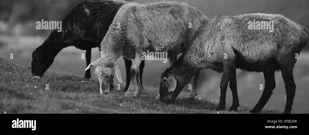 Un gregge di tre pecore pasce pacificamente su una collina erbosa in questa fotografia monocromatica. Gli animali, catturati da un angolo laterale, sono concentrati su f Foto Stock