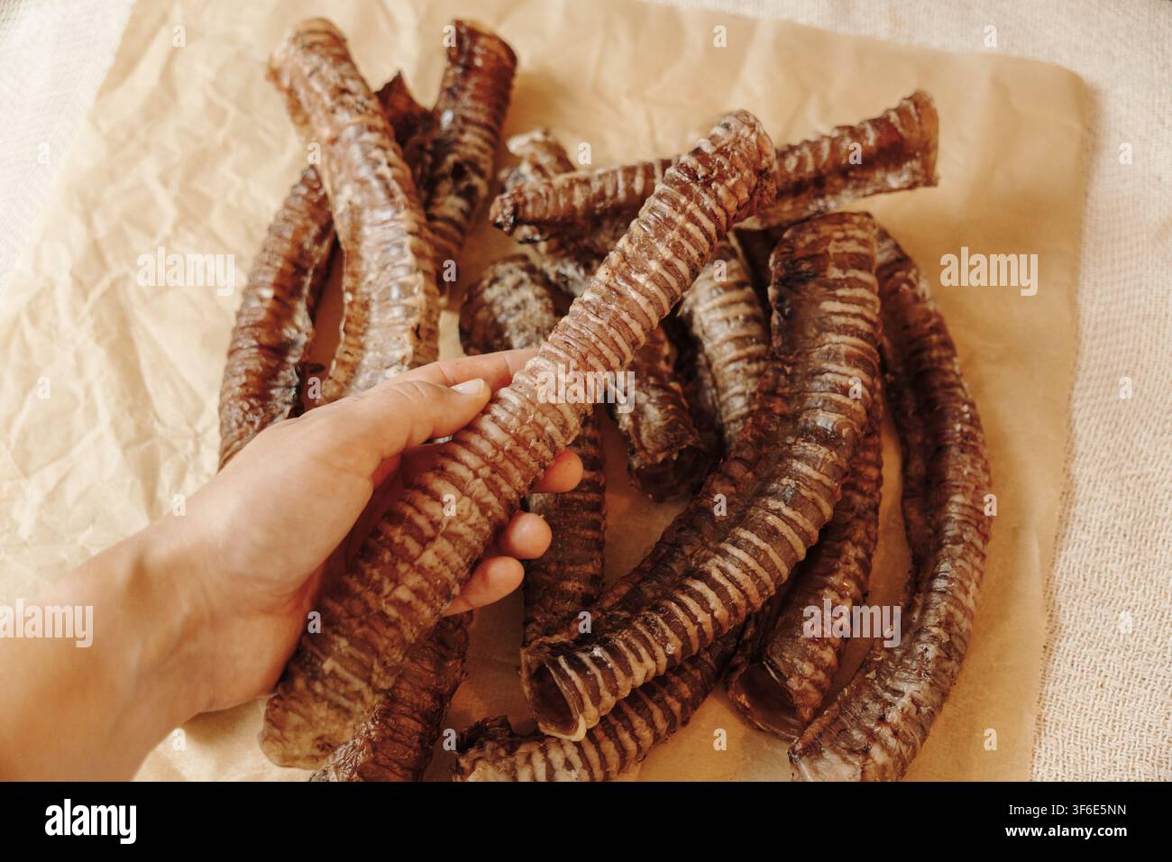 Mano che tiene una trachea di manzo essiccata per cani. Croccante naturale a singolo ingrediente per cani, ricca di collagene e priva di additivi artificiali. Foto Stock