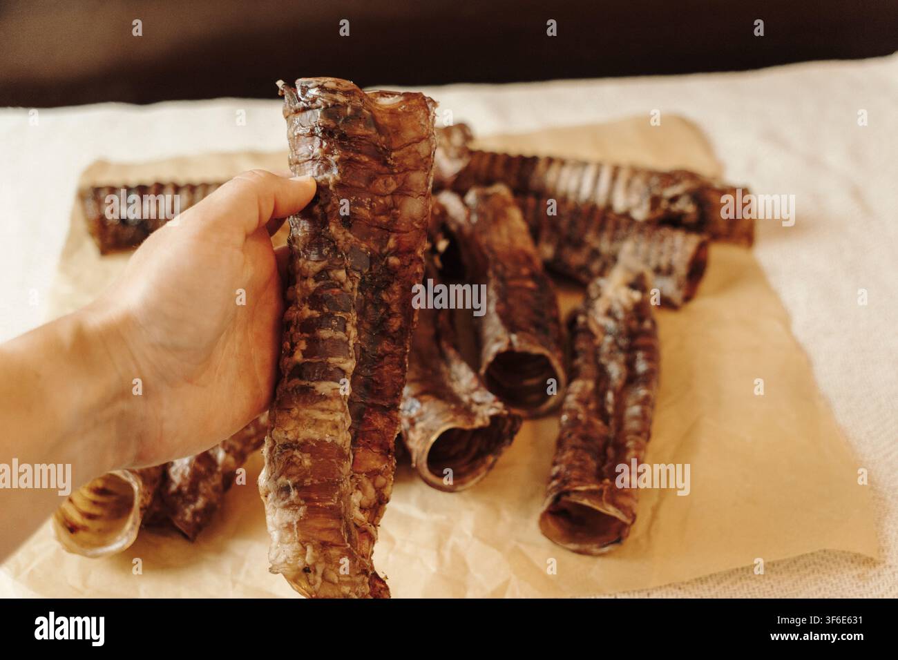 Mano che tiene una trachea di manzo essiccata per cani. Croccante naturale a singolo ingrediente per cani, ricca di collagene e priva di additivi artificiali. Foto Stock