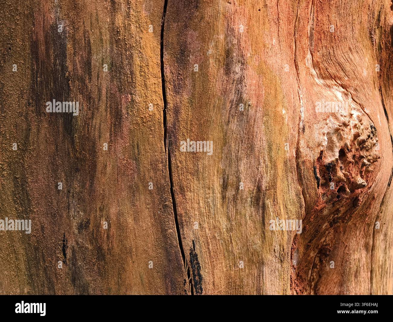 Primo piano della texture di corteccia di albero consumata con sfondo di crepa e nodo naturali Foto Stock