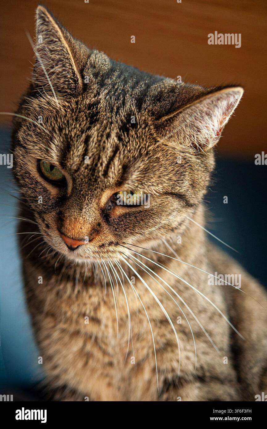 Primissimo piano di un gatto domestico tigrato marrone con occhi verdi e lunghe baffi bianchi su uno sfondo scuro leggermente sfocato Foto Stock