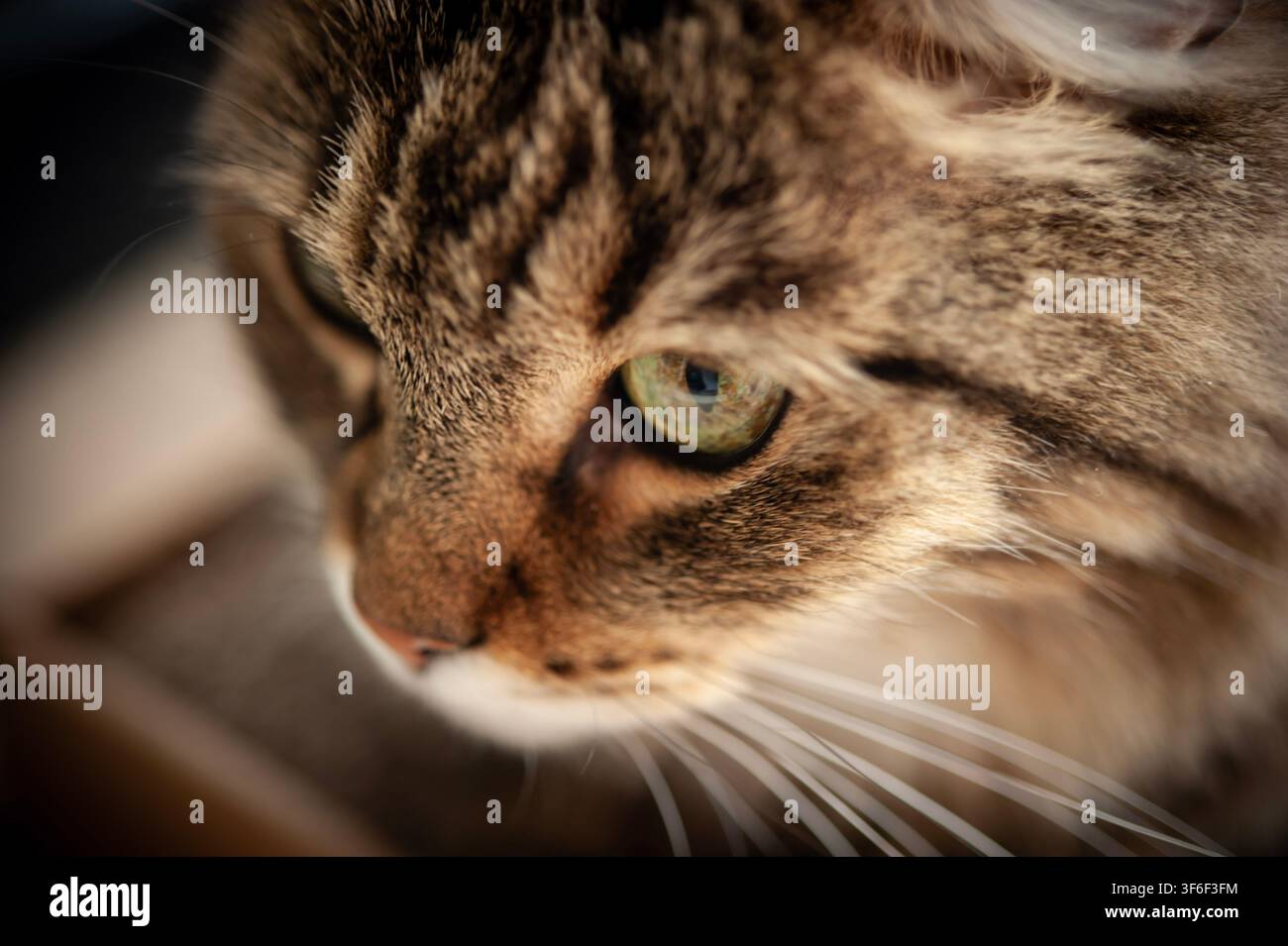 Profilo ravvicinato di un gatto tigrato a pelo lungo con un occhio verde, pelo e baffi dettagliati in luce naturale calda Foto Stock