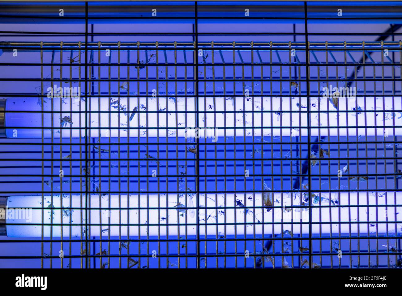 Una vista dettagliata della griglia elettrica di un insetticida, che mostra numerosi insetti deceduti attratti e uccisi dalla luce ultravioletta Foto Stock