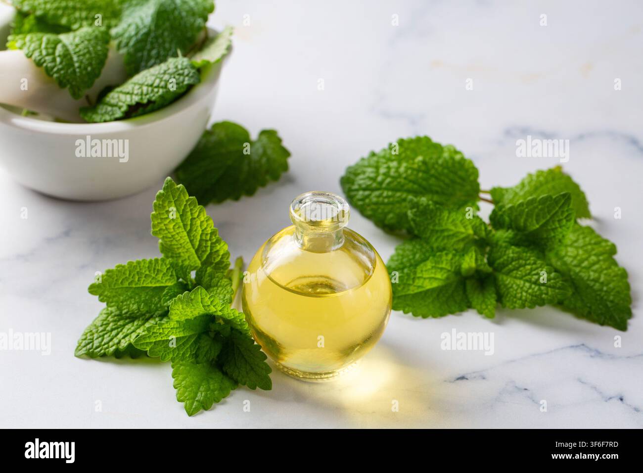 Olio essenziale naturale di melissa limone in bottiglia di vetro con foglie verdi fresche Foto Stock