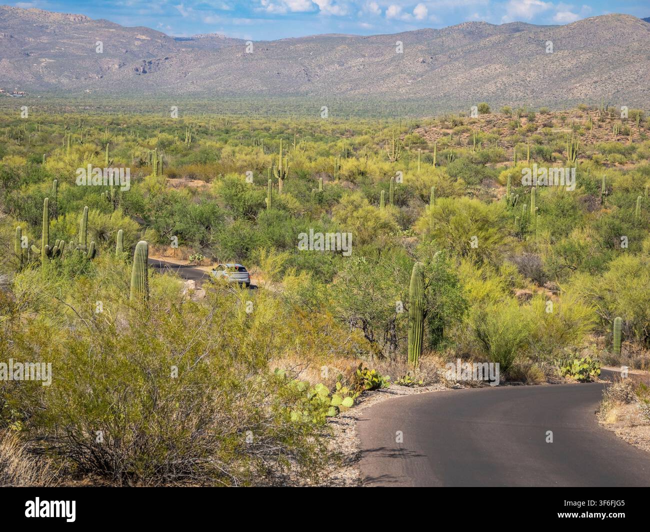 Strada attraverso il distretto delle montagne Rincon del Saguaro National Park fuori Tucson nel sud-est dell'Arizona, USA Foto Stock