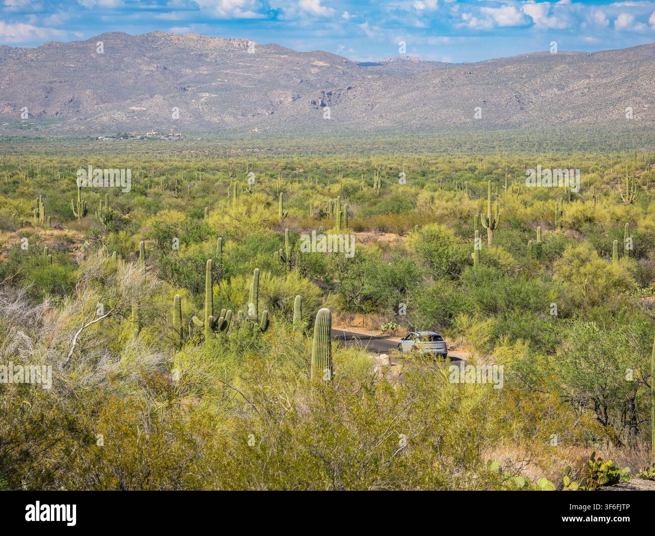 Strada attraverso il distretto delle montagne Rincon del Saguaro National Park fuori Tucson nel sud-est dell'Arizona, USA Foto Stock