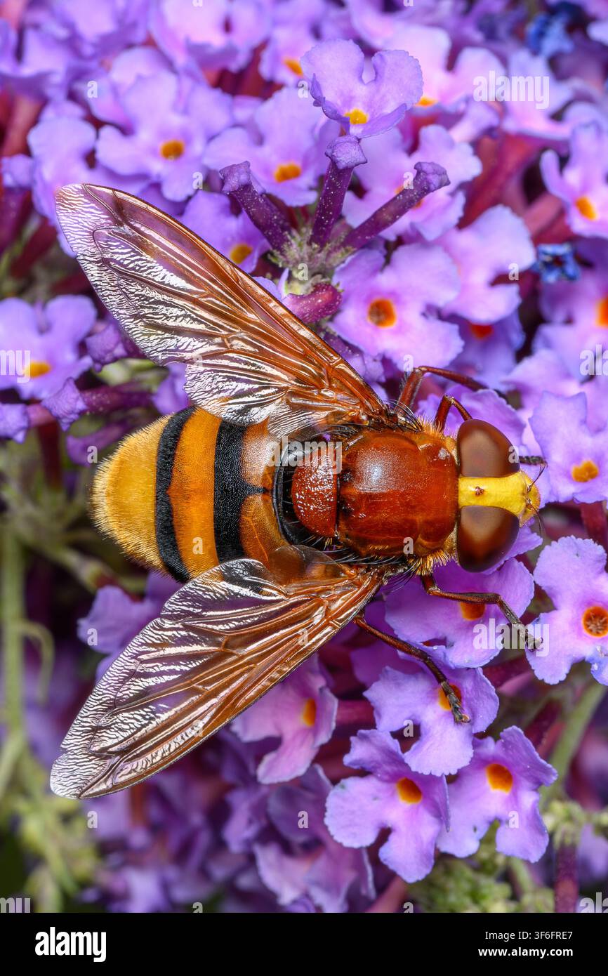 Mosca volante che imita l'ape Foto Stock