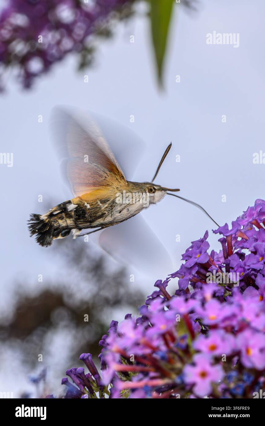 Farfalla falena (Macroglossum stellatarum) nell'Oxfordshire, Regno Unito Foto Stock