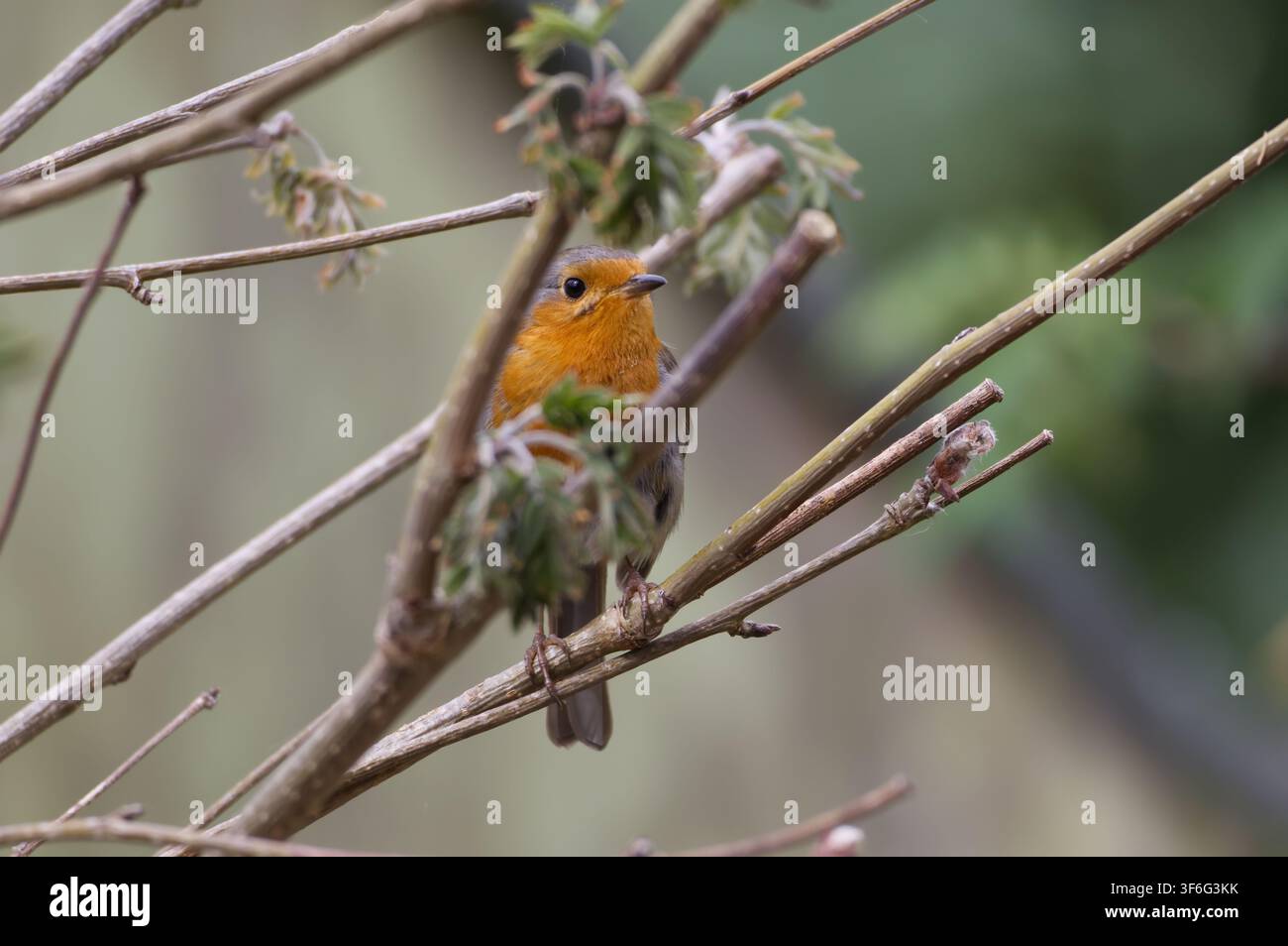 Pettirosso europeo in un albero - Erithacus rubecula Foto Stock